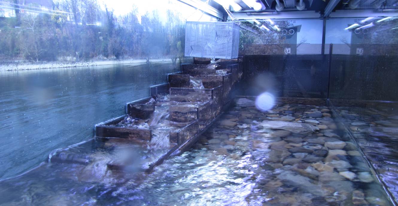 fischtreppe in betrieb 4
